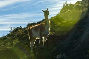 Guanacos grazing,Torres del Paine National Park, Patagonia, Chile. photo