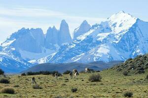 guanacos pastoreo,torres del paine nacional parque, Patagonia, Chile. foto