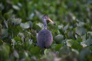 limpkin en humedal ambiente,pantanal bosque, mato asqueroso, Brasil. foto