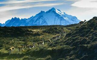 Guanacos grazing,Torres del Paine National Park, Patagonia, Chile. photo