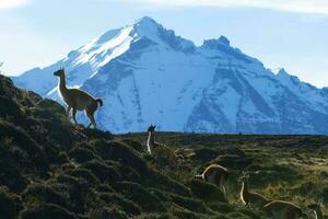 Guanacos grazing,Torres del Paine National Park, Patagonia, Chile. photo