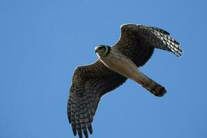 Long winged Harrier in flight, La Pampa province, Patagonia , Argentina photo