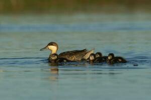 Silver teal, Spatula versicolor , with chicks, La Pampa Province, Patagonia, Argentina. photo