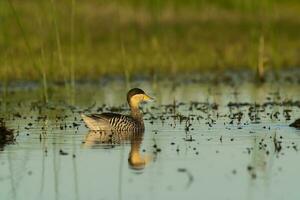 Silver teal, Spatula versicolor , with chicks, La Pampa Province, Patagonia, Argentina. photo