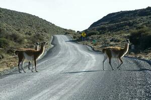 Guanacos grazing,Torres del Paine National Park, Patagonia, Chile. photo