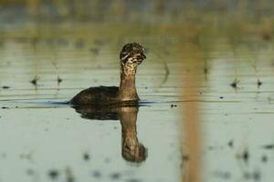 Pied billed Grebe  swimming in a lagoon, La Pampa province, Argentina. photo