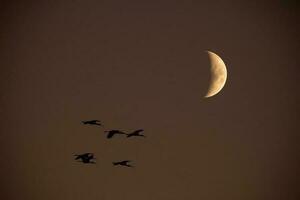 Moon in a clear sky before dark photo