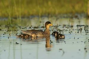 Silver teal, Spatula versicolor , with chicks, La Pampa Province, Patagonia, Argentina. photo