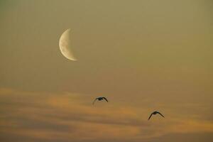 Moon in a clear sky before dark photo