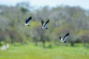 Southern Lapwing, Vanellus chilensis in flight, La Pampa Province, Patagonia, Argentina photo