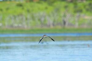 Southern Lapwing, Vanellus chilensis in flight, La Pampa Province, Patagonia, Argentina photo