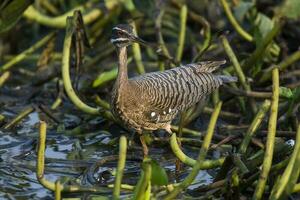 pájaro sol, en un selva ambiente, pantanal Brasil foto