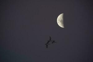 Moon in a clear sky before dark photo