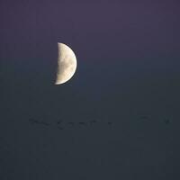 flock of birds flying with the moon in the background, La Pampa province, Patagonia, Argentina. photo