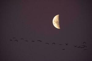 Luna en un claro cielo antes de oscuro foto