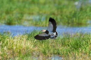 del Sur avefría, Vanellus chilensis en vuelo, la pampa provincia, Patagonia, argentina foto