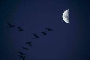 Moon in a clear sky before dark photo