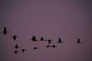 Flock of birds flying at sunrise, La Pampa province, Patagonia, Argentina. photo