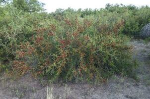 Piquillin, endemic wild fruits in the Pampas forest, Patagonia, Argentina photo