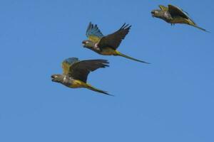 Burrowing Parrot in flight, La Pampa Province, Patagonia, Argentina photo