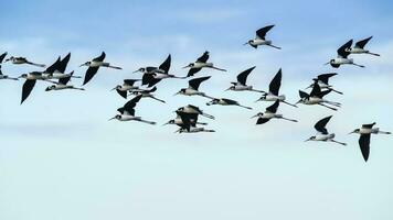 del Sur zanco, himantopus melanuro en vuelo, ansenuza nacional parque, córdoba provincia, argentina foto