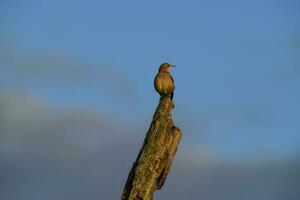 Rufous Hornero , Argentine national Bird, Cordoba Province,  Province Argentina. photo