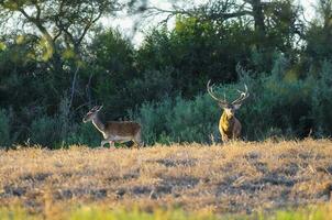 Red deer, Male roaring in La Pampa, Argentina, Parque Luro, Nature Reserve photo