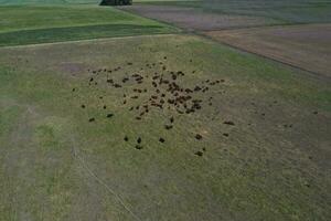 Cattle raising in pampas countryside, La Pampa province, Argentina. photo