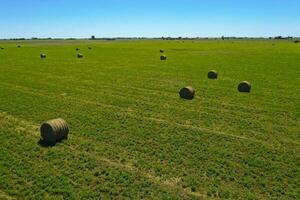 Grass bale, grass storage in La Pampa countryside, Patagonia,Argentina. photo