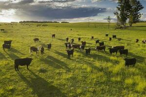 vacas levantamiento en pampa campo, la pampa provincia, argentina. foto