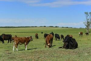 manada de vacas en pampa campo, la pampa, provincia, Patagonia, argentina. foto