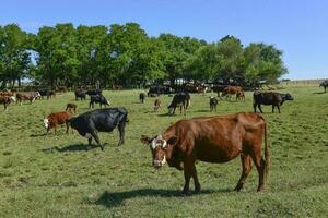 Group of cows looking at the camera, Buenos Aires Province, Argentina photo