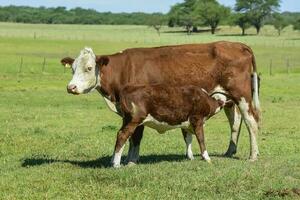 Group of cows looking at the camera, Buenos Aires Province, Argentina photo