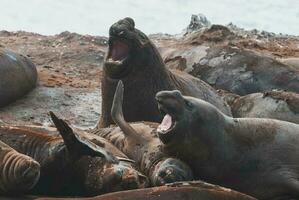 Elephant seal, Hannah Point, Antartic peninsula. photo