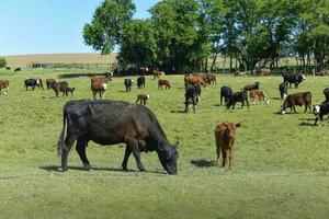 grupo de vacas mirando a el cámara, buenos aires provincia, argentina foto