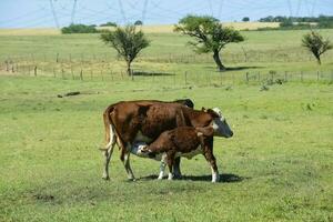 Group of cows looking at the camera, Buenos Aires Province, Argentina photo