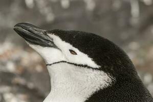 Correa de la barbilla pingüino, paulet isla, antártida, científico nombre,pygoscelis antártida foto