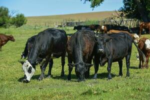 Group of cows looking at the camera, Buenos Aires Province, Argentina photo