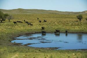 Water buffalo, Bubalus bubalis, in Pampasd Landscape,  La Pampa province, Patagonia. photo