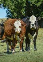 grupo de vacas mirando a el cámara, buenos aires provincia, argentina foto