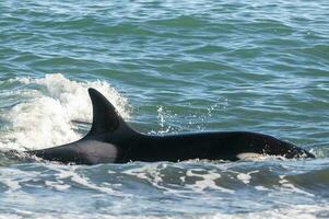 asesino ballena caza mar leones en el paragoniano costa, Patagonia, argentina foto