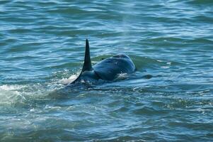 Killer whale hunting sea lions on the paragonian coast, Patagonia, Argentina photo