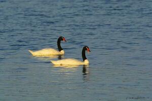 Black necked Swan swimming in a lagoon, La Pampa Province, Patagonia, Argentina. photo