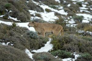 Puma walking in mountain environment, Torres del Paine National Park, Patagonia, Chile. photo