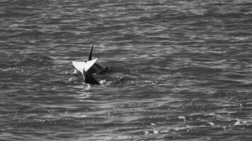 asesino ballena caza mar leones en el paragoniano costa, Patagonia, argentina foto