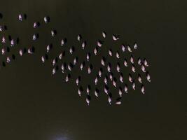 Flamingos in patagonia , Aerial View photo