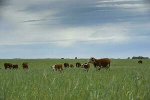 Cattle raising  with natural pastures in Pampas countryside, La Pampa Province,Patagonia, Argentina. photo