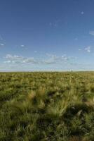 Pampas grass landscape, La Pampa province, Patagonia, Argentina. photo