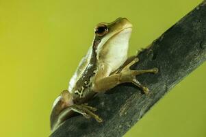 Montevideo Treefrog, Hyla Pulchela,  La Pampa, Patagonia,Argentina. photo