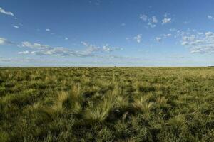 Pampas grass landscape, La Pampa province, Patagonia, Argentina. photo